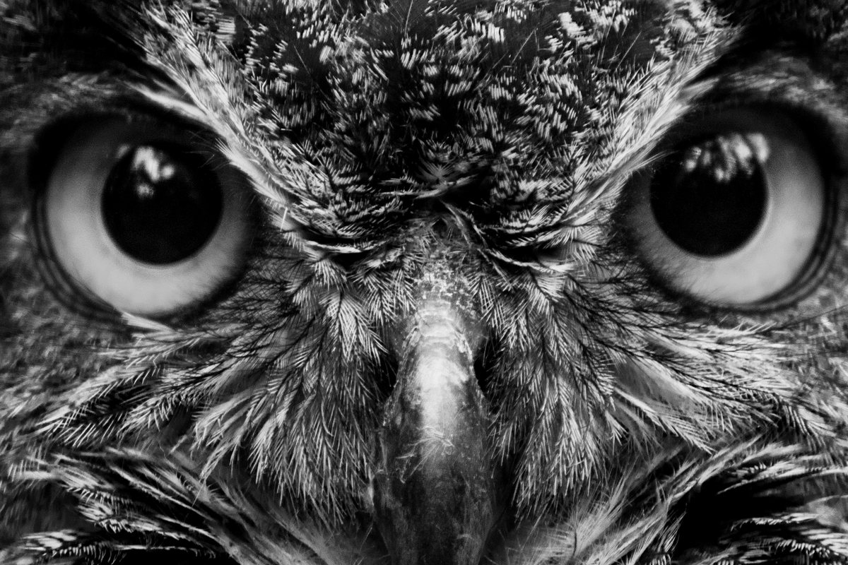 Close-up of an owl, in black and white
